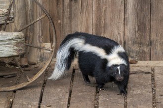 Striped skunk (Mephitis mephitis) foraging in wooden farm shed, omnivore native to southern Canada,