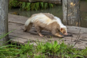 Striped skunk (Mephitis mephitis) brown, cream-colored mutation walking over wooden footbridge,