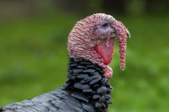 Close-up of head of black domestic turkey showing snood, caruncles and wattle, dewlap