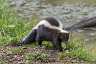 Striped skunk (Mephitis mephitis) walking along pond bank, omnivore native to southern Canada, the