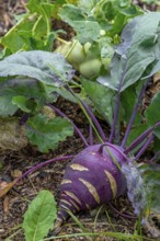 Kohlrabi, German turnip, turnip cabbage (Brassica oleracea var. gongylodes) in vegetable garden in
