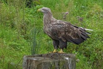 White-tailed eagle, Eurasian sea eagle, erne (Haliaeetus albicilla) adult perched on tree stump at