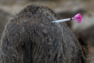 Tranquillizer dart, tipped with hypodermic needle and filled with a sedative or vaccine used to