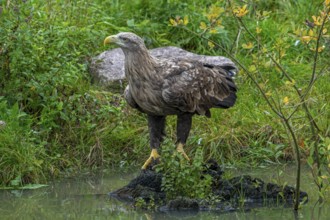 White-tailed eagle, Eurasian sea eagle, erne (Haliaeetus albicilla) adult drinking water from pond