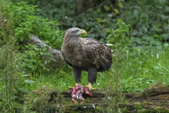 White-tailed eagle, Eurasian sea eagle, erne (Haliaeetus albicilla) adult feeding on killed rabbit
