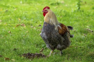 Meusian rooster, poule meusienne, French breed of domestic chicken