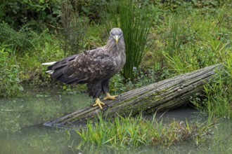 White-tailed eagle, Eurasian sea eagle, erne (Haliaeetus albicilla) adult perched on fallen tree