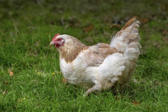 Meusian hen, poule meusienne, French breed of domestic chicken