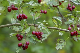Common hawthorn, whitethorn, one-seed hawthorn, single-seeded hawthorn (Crataegus monogyna)