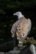 Griffon vulture, Eurasian griffon (Gyps fulvus) scavenger bird native to southern Europe, North