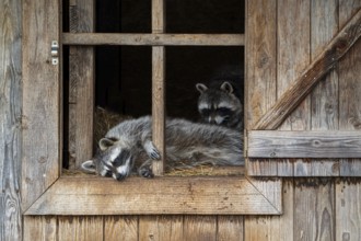 Two common raccoons, North American racoons (Procyon lotor) resting in wooden shed, invasive
