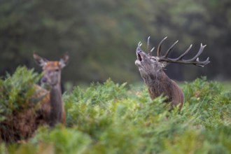 Hind and rutting red deer (Cervus elaphus) stag with big antlers bellowing amongst bracken at edge