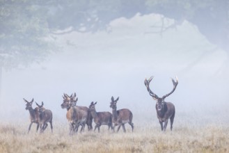 Red deer (Cervus elaphus) stag with big antlers herding harem of hinds through grassland at forest
