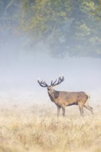 Red deer (Cervus elaphus) stag with big antlers bellowing in grassland at edge of forest in early