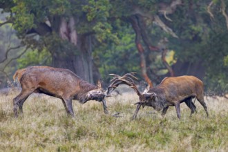 Two rutting red deer (Cervus elaphus) stags fighting by locking antlers during fierce mating battle