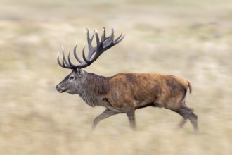 Motion blurred rutting red deer (Cervus elaphus) stag with big antlers running through grassland,