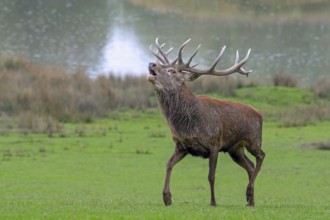 Rutting red deer (Cervus elaphus) stag with big antlers roaring, burling in grassland on lake shore