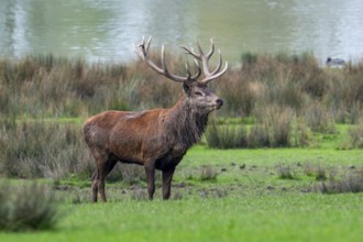 Majestic red deer (Cervus elaphus) stag with big antlers standing in grassland on lake shore during