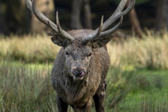 Close-up of majestic muddy red deer (Cervus elaphus) stag with big antlers flicking its tongue