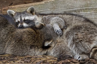 Two sleeping common raccoons, North American racoons (Procyon lotor) huddled together for warmth,
