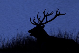 Silhouette of rutting red deer (Cervus elaphus) stag with big antlers bellowing on lake shore at