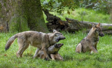 Wolf pack of Eurasian wolves, European grey wolves (Canis lupus lupus) with 5 months old pups play
