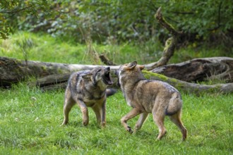 Two 5 months old pups play fighting at wolf pack of Eurasian wolves, European grey wolves (Canis