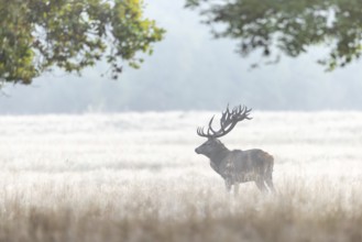 Red deer (Cervus elaphus) stag with big antlers in meadow at forest edge in early morning mist at