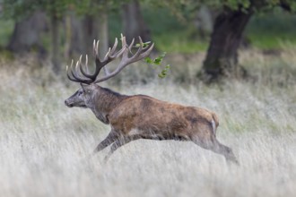 Rutting red deer (Cervus elaphus) stag with big antlers running through grassland, field at edge of