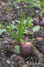 Bulb onion, common onion (Allium cepa) in vegetable garden in autumn, fall