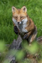 Foraging red fox (Vulpes vulpes) jumping over fallen tree trunk in grassland at edge of forest