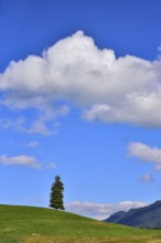 Individual spruce on an agricultural pasture in the Allgäu region, Bavaria, Germany
