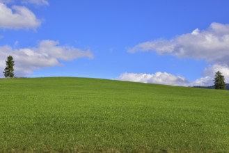 Two individual spruce trees on an agricultural pasture in the Allgäu region, Bavaria, Germany