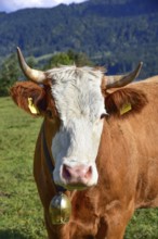 Brewery cow with horns on a pasture in the Allgäu, Bavaria, Germany