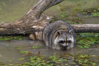 Common raccoon, North American racoon (Procyon lotor) washing food in water of pond, invasive