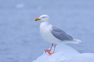 Glaucous gull (Larus hyperboreus hyperboreus) adult in summer plumage on pack ice in spring,