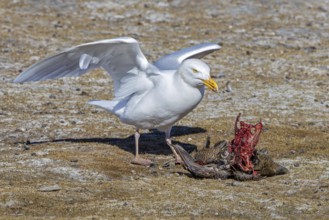 Glaucous gull (Larus hyperboreus hyperboreus) adult in summer plumage scavenging on dead common