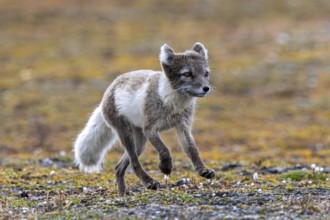 Foraging Arctic fox, polar fox (Vulpes lagopus) in summer coat running on the tundra showing its