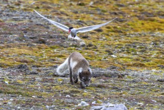 Foraging Arctic fox, polar fox (Vulpes lagopus) attacked by Arctic tern protecting its nest on the