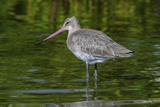Black-tailed godwit (Limosa limosa) in non-breeding plumage foraging in pond in autumn, fall