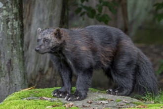 Wolverine, glutton, carcajou (Gulo gulo) showing its big paws with crampon-like claws in forest,