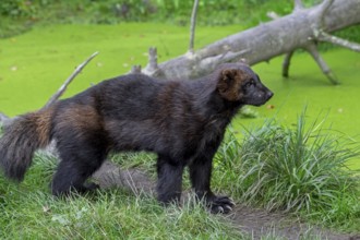 Wolverine, glutton, carcajou (Gulo gulo) foraging in forest, native to Scandinavia, Russia,