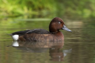 Ferruginous duck, ferruginous pochard, common white-eye, white-eyed pochard (Aythya nyroca), male