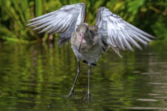 Black-tailed godwit (Limosa limosa) in non-breeding plumage taking off from pond, lake in autumn,