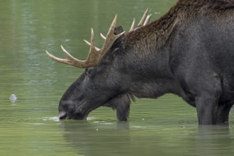 Moose, elk (Alces alces) close-up portrait of bull, male with fully developed antlers drinking