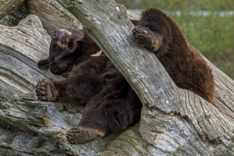 American black bear (Ursus americanus) brown color variation with white blaze on the chest sleeping