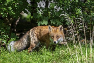 Hunting red fox (Vulpes vulpes) stalking prey in meadow, grassland along hedge