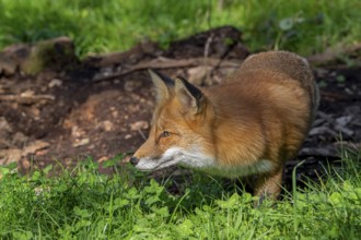 Hunting red fox (Vulpes vulpes) stalking prey in grassland, meadow at edge of forest