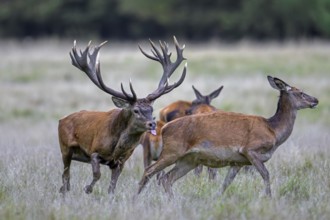 Red deer (Cervus elaphus) stag with big antlers in grassland checking out hinds, females in heat by