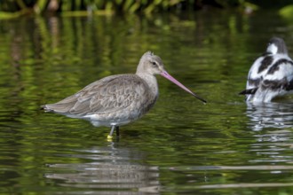 Black-tailed godwit (Limosa limosa) in non-breeding plumage and pied avocet foraging in pond in